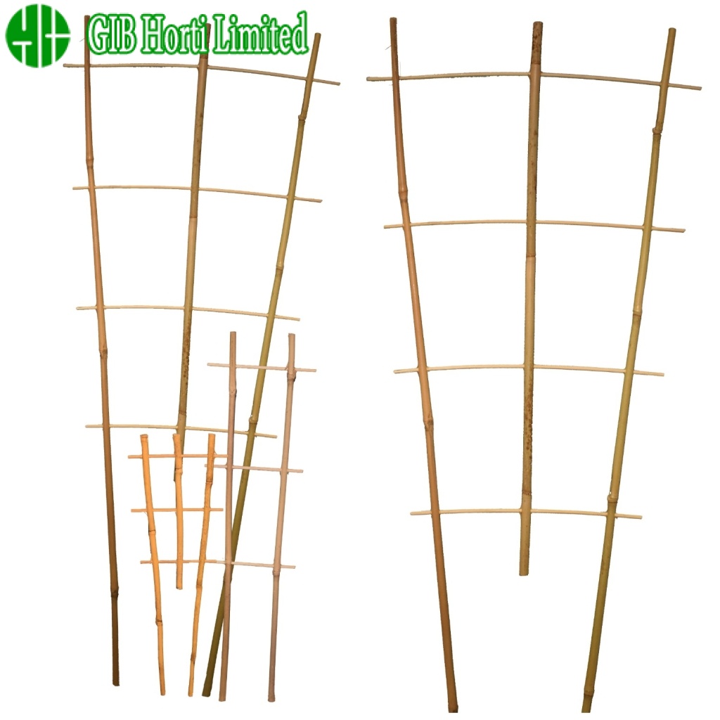 Bamboo Trellises 