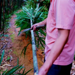 Cutting Branches