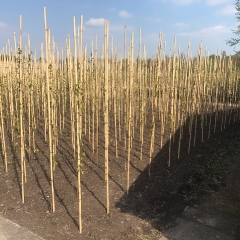 Bamboo Canes Usage