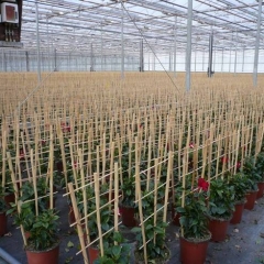 Bamboo Trellises Usage