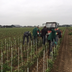 Fiberglass Stakes Usage