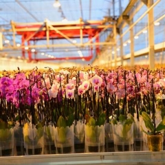 Flower Sticks / Split Bamboo Usage