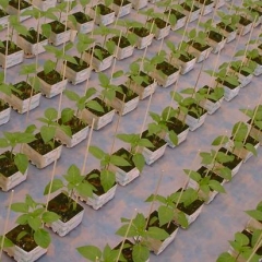 Flower Sticks / Split Bamboo Usage